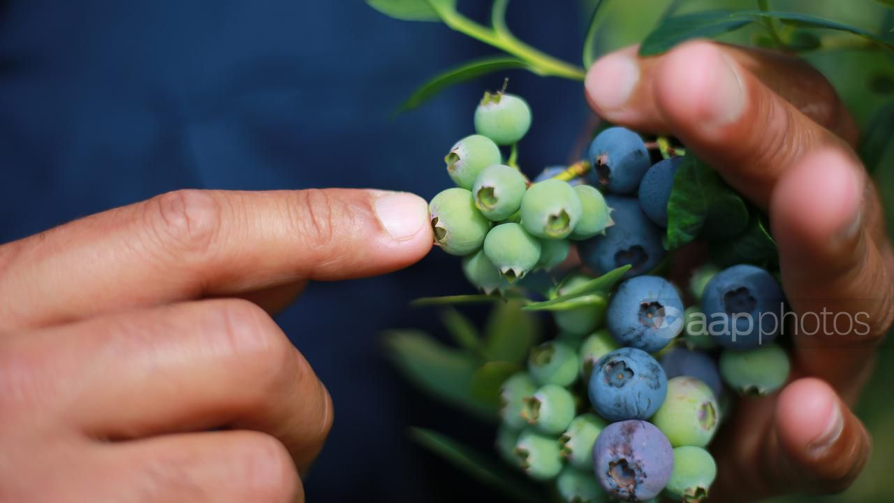 Pacific Workers Stay Silent to Keep Their Jobs in Australia