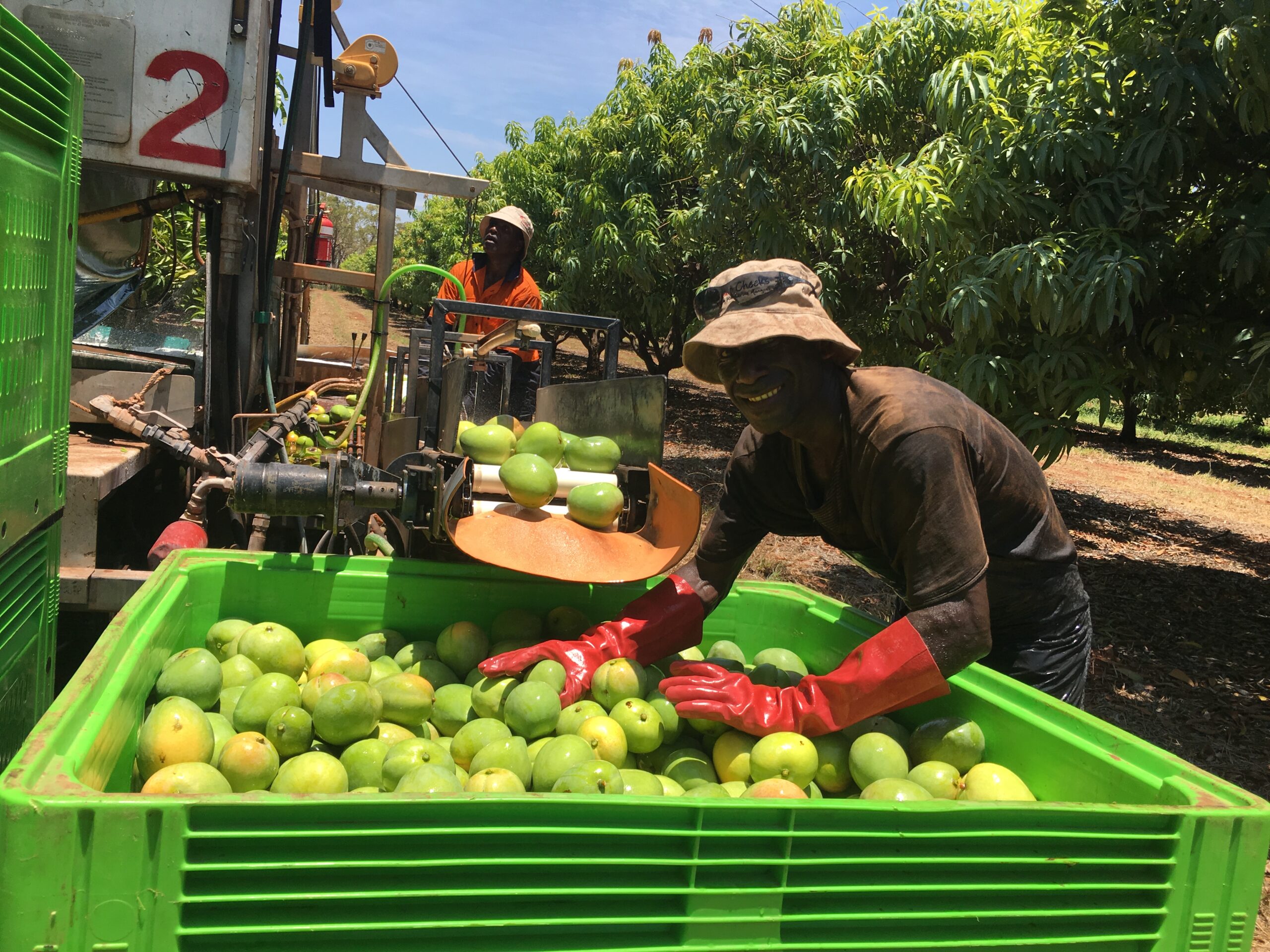 PALM Boom: 13,000 Solomon Islanders Now Working in Australia